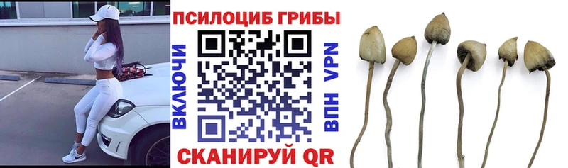 Галлюциногенные грибы MAGIC MUSHROOMS  Купить закладки  Багратионовск 